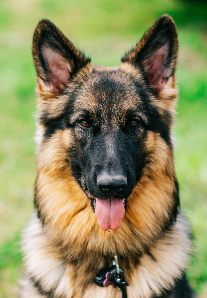 pexels-photo-20566407-20566407 Close-up portrait of a German Shepherd with its tongue out, outdoors in the UK.